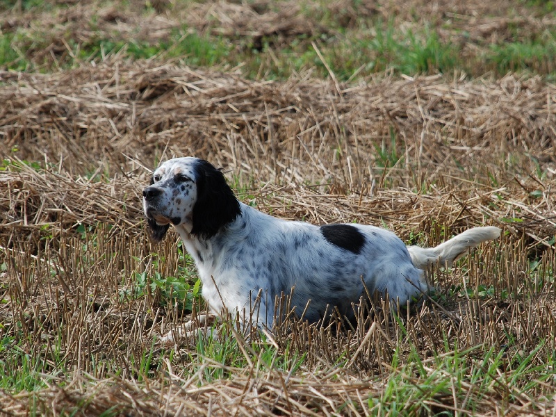 CH. TR. Vanille des rives du Haou